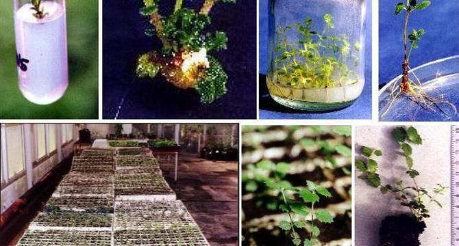 Micropropagacion de plantas nativas